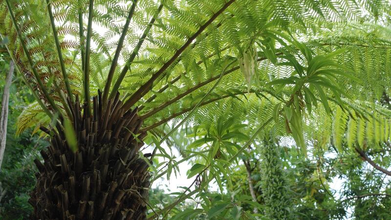 A tree fern’s fronds create a leafy, evergreen canopy in a Dublin garden. Photograph: Richard Johnston