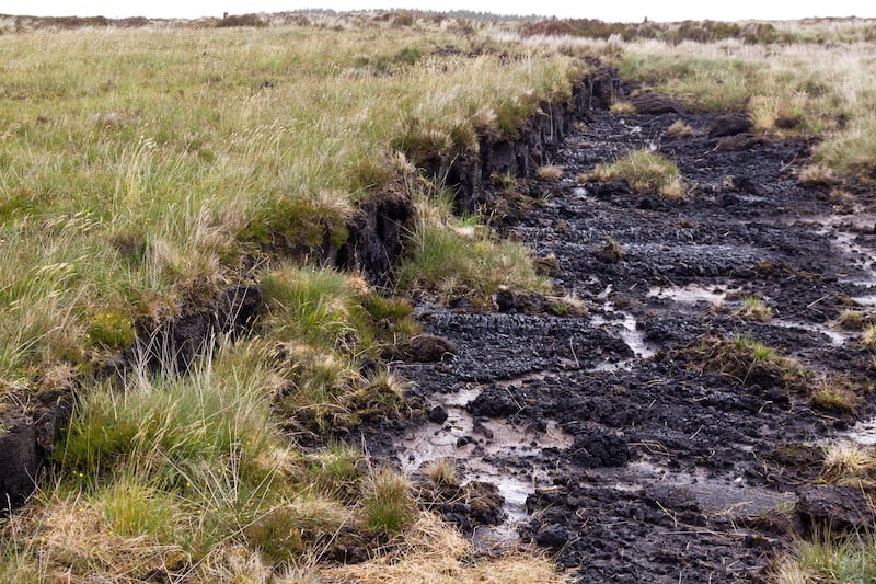 Rewetting peatlands is gone from the programme for government. Photograph: Getty Images