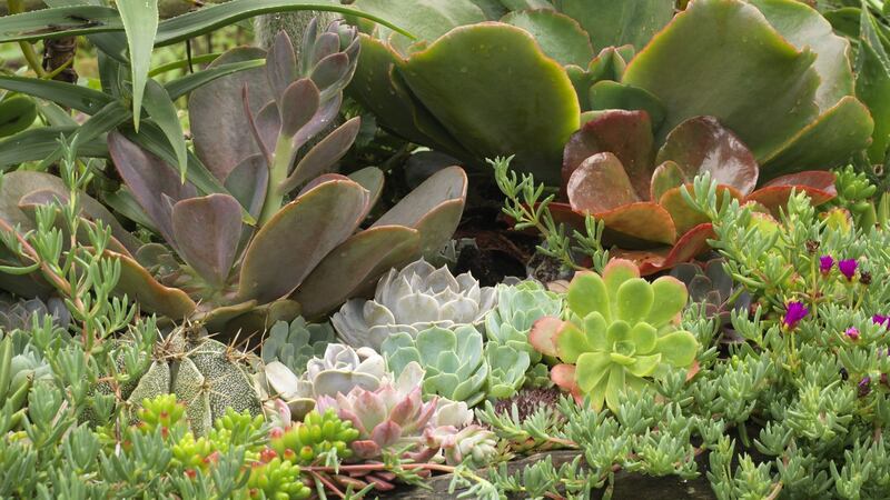 An array of tender suuculents growing outside in Hunting Brook, the west Wicklow garden owned by Jimi Blake. Photograph: Richard Johnston