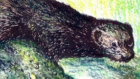 Another Life: Why trapping a mink could help save curlews and corncrakes