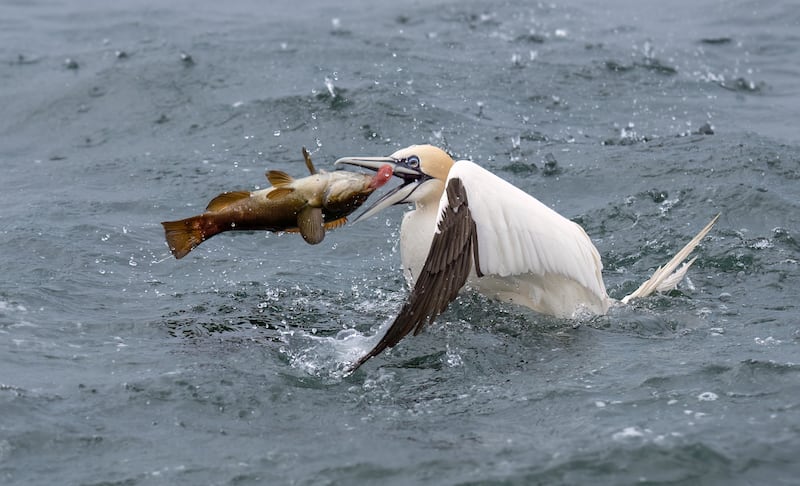 Embargoed Sat July 1st 2023