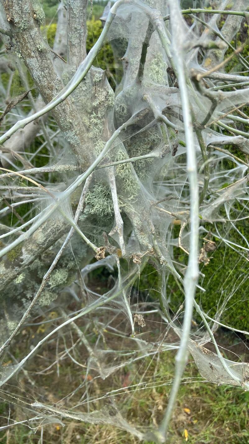 Silk web spun by the caterpillars of the small ermine moth. Photograph supplied by Martin Durcan