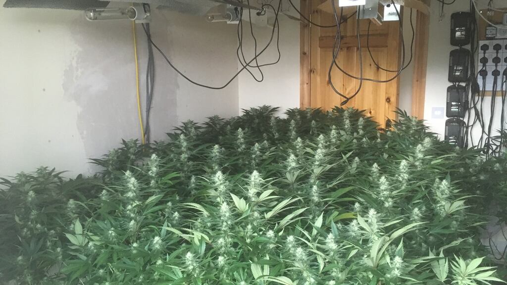 Some 175 cannabis plants were seized at a house in Cluain Alainn in Carraigallen. Photograph: Garda Press Office
