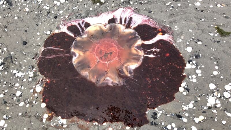 Lion’s mane jellyfish