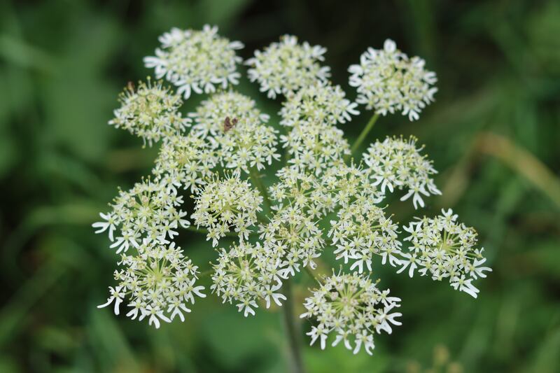 Wild angelica. Photograph: Getty