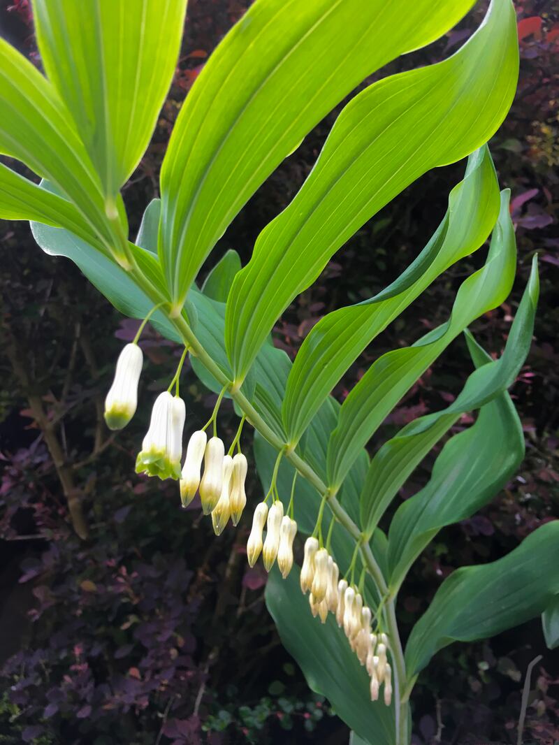Solomon’s seal. Photograph: Getty Images