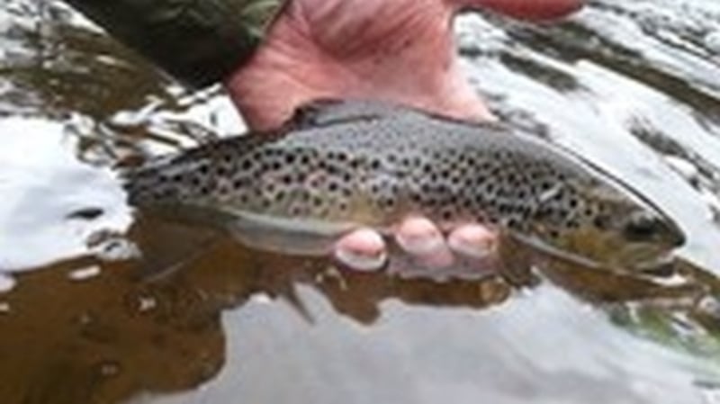 Trout eggs hatching at river Dee hatchery in Wales