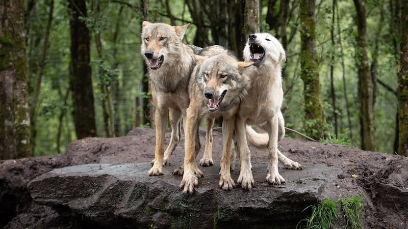 Wolves have had an unduly bad reputation for years. Photograph: Joe Dunne