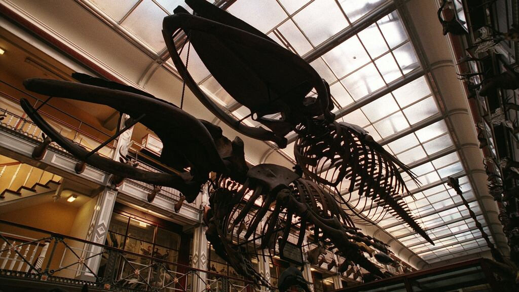 The skeletons of a suspended humpback whale and adult fin whale at the National Museum of Ireland - Natural History. Photograph: Frank Miller
