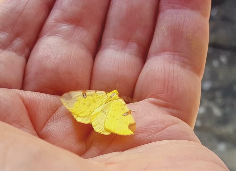Yellow brimstone moth