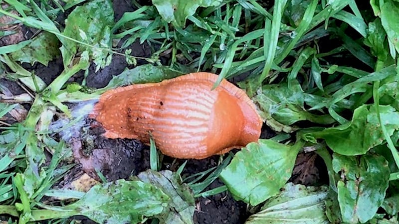 One of the commonest slugs, Arion ater