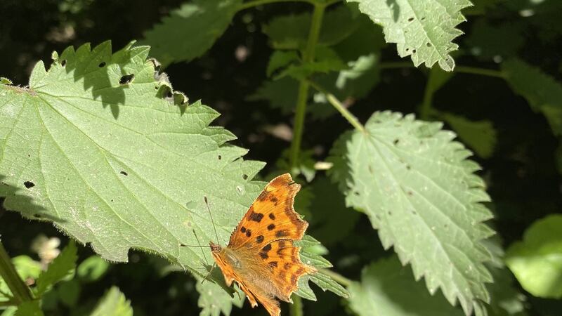 Nettles are an indication of a fertile soil. Photograph: Getty