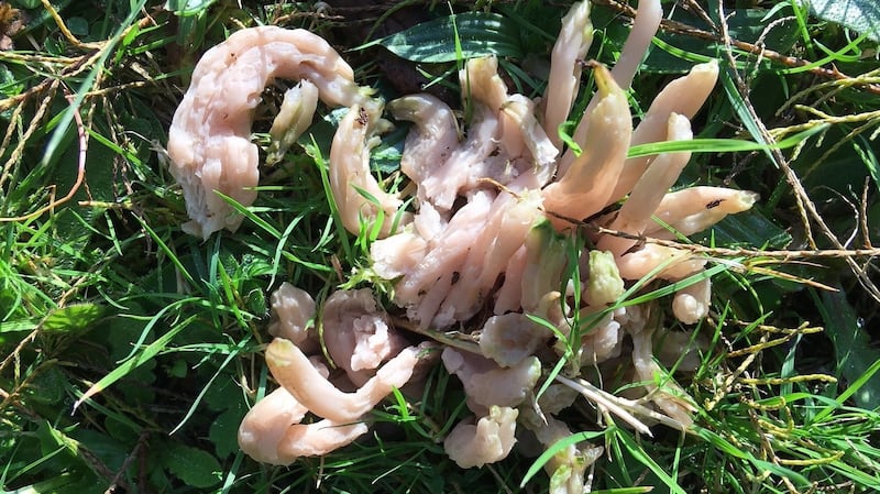 One of the coral fungi, Ramaria spp, that grow on trees or dead wood
