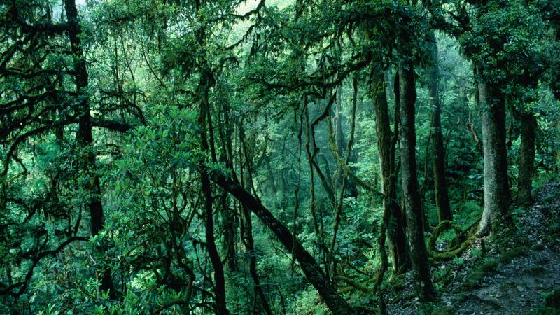 Forest, Sikkim, India
