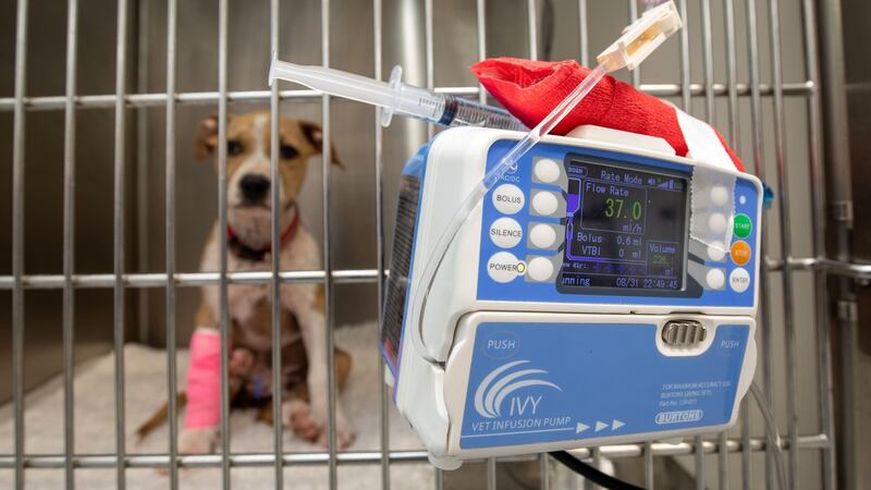 Sasha, an 11-week-old Staffordshire bull terrier, being treated with a fluid therapy pump at Rockhall Veterinary, in Limerick. Photograph: Alan Place