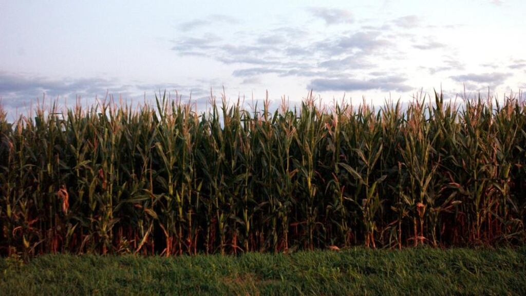 Driving west from Waterloo, Ontario, through vast fields of corn and occasional patches of pumpkin, the landscape seems unnaturally flat. Photograph: Spencer Platt/Getty Images