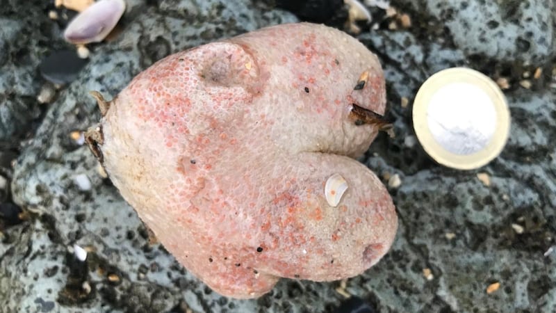 A sea sponge found in Balbriggan, Co Dublin.