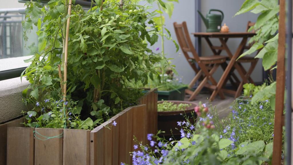A variety of vegetables and herbs growing on a small balcony in Dublin. Photograph: Richard Johnston