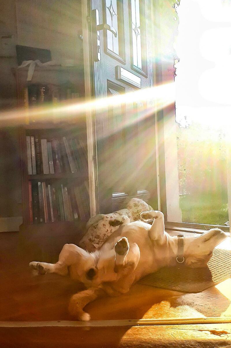 Madge the Sun worshipper. Kilworth, Co Cork.PHOTO: Louise Howard
