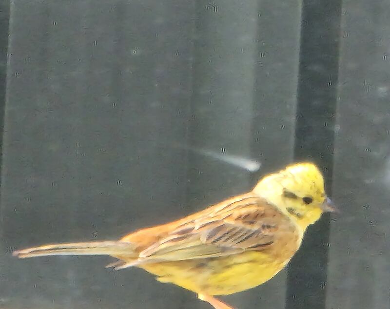 Yellowhammer. Photograph supplied by Karl Gygax