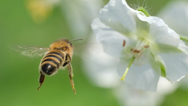 Individuals, communities, businesses and farmers can contribute to the preservation of bees and other pollinators through a number of measures. Photograph: Sean Gallup/Getty Images