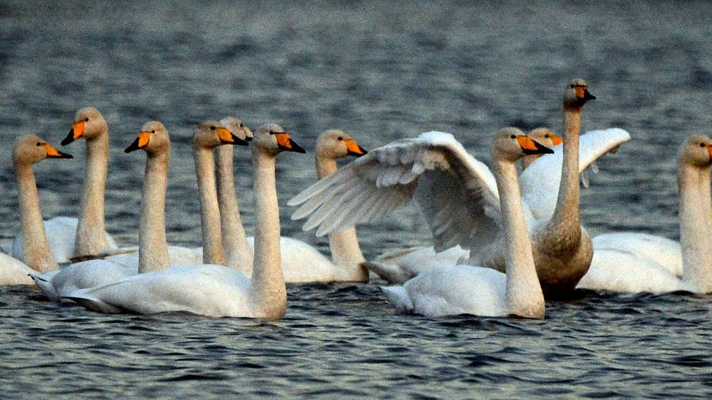 Whooper swans wintering on the Vartry Lakes in Roundwood, Co Wicklow. Photograph: Cyril Byrne/The Irish Times