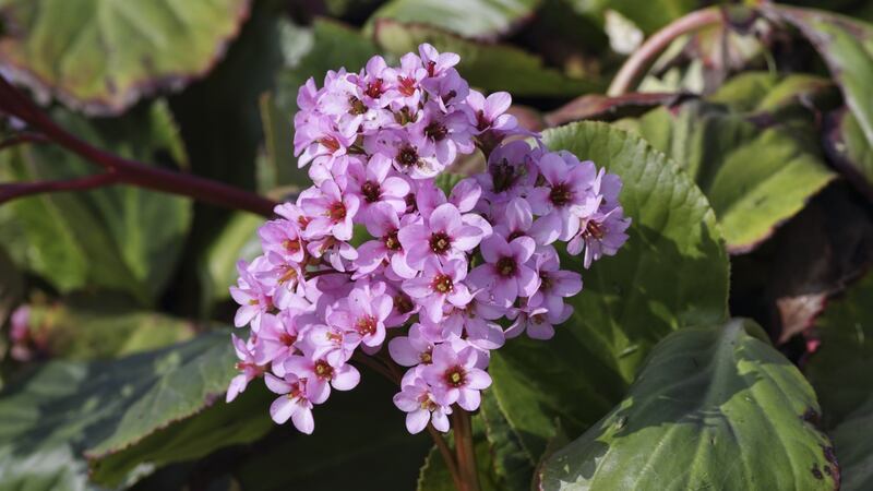 Reliables in the shade include evergreen varieties of elephant’s ears (Bergenia). Photograph: Getty Images