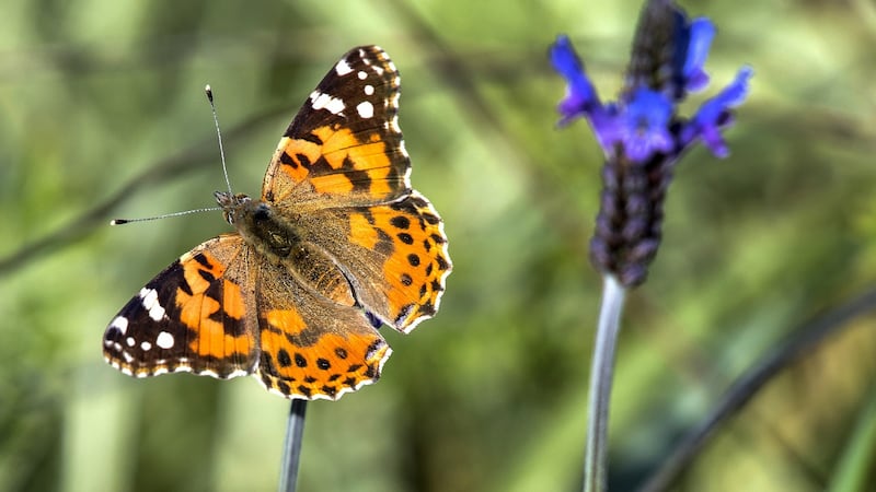 The painted lady butterfly is a migrant from Africa. Photograph: Getty Images