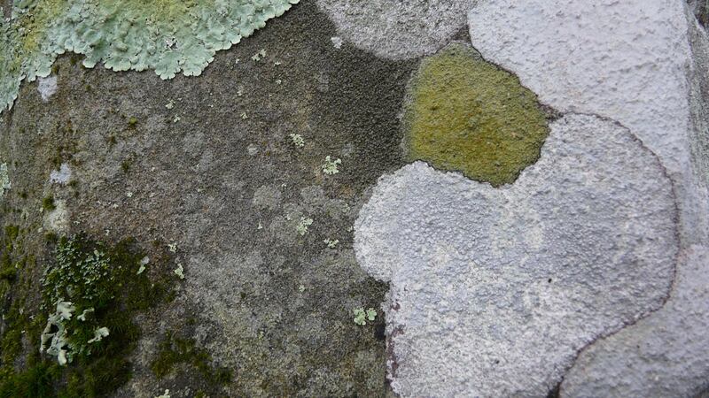 The fact that lichens need sunlight to grow is helpful in dating. Photograph: David Haskell