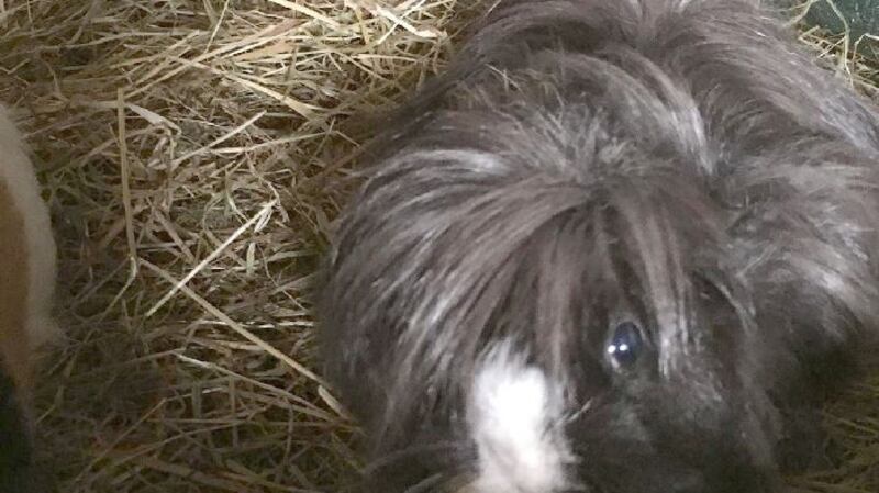 One of the guinea pigs taken into the care of the ISPCA after being found in an apartment in Cork. Photograph: ISPCA