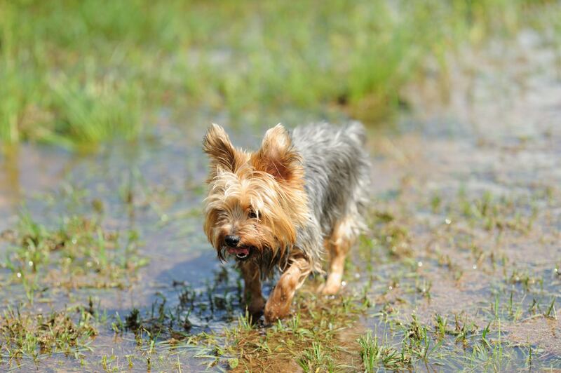 In many Irish gardens the soil is too heavy and abundant in tiny clay particles to be naturally free-draining. Photograph: iStock
