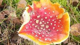 Readers’ nature queries: Is this mushroom poisonous?