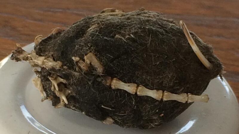 Eyes on nature: the dropping, probably from a raven, that Padraig Begley found outside the signal tower at the Old Head of Kinsale. The bones could be from the tail of a rat or, perhaps, a squirrel