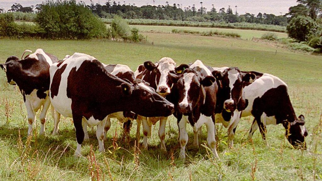Dairy farmers enjoyed a “spectacular” 17 per cent increase in milk prices. Photograph: David Sleator