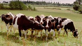 Farm incomes expected to rise by 13 per cent next year