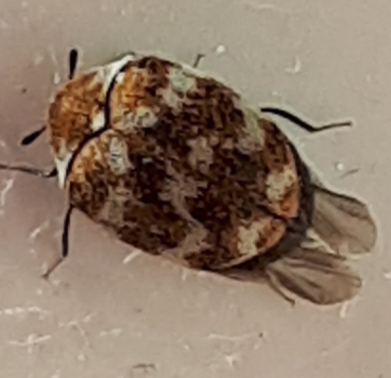 Varied carpet beetle