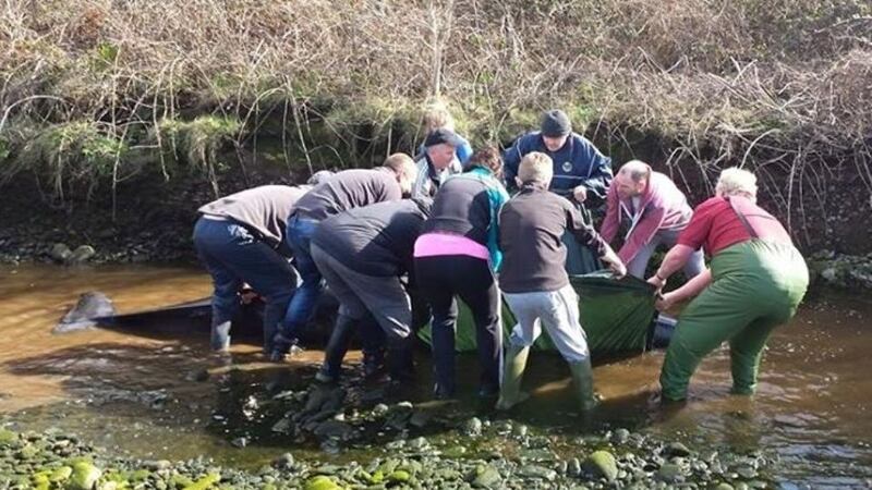 The whale was kept alive during the low tide by locals who dragged it into deeper water.