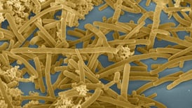 ‘Psychobiotics’ offer potential in improving mental health, researchers find