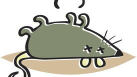 Pardon my Irish – Frank McNally on rats, bats, and French-baiting