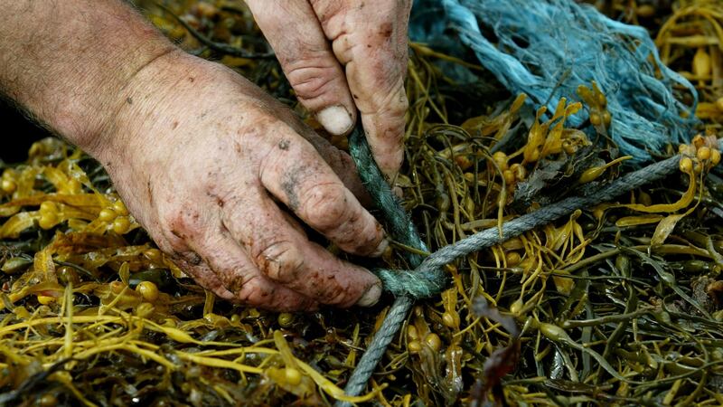 Johnny Cloherty ties a seaweed climin near Carna, Co Galway. Photograph: Joe O’Shaughnessy