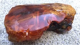 What’s this strange rock we found after Storm Ophelia? Readers’ nature queries