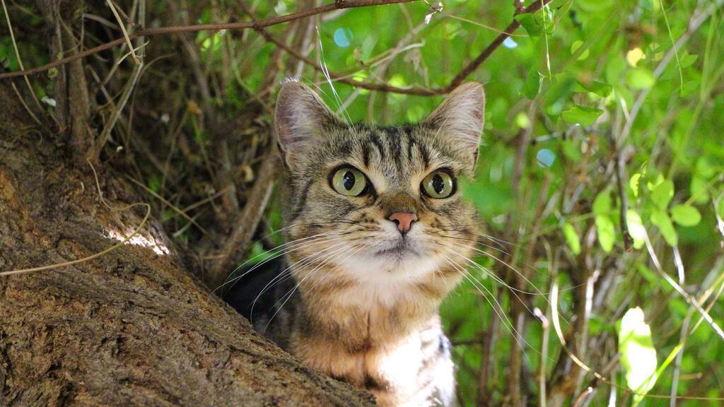 Cat i mbun seilge. grianghraf: getty images/istock