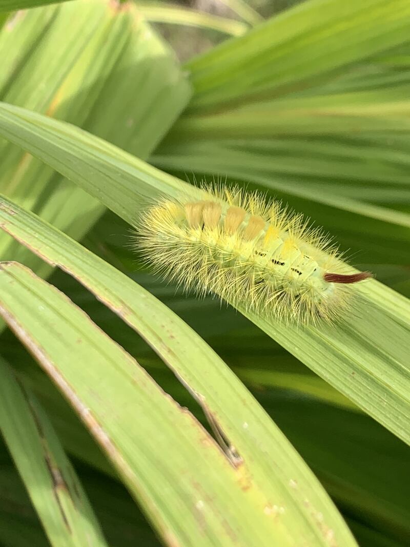 Caterpillar of the pale tussock moth