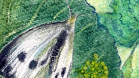 Butterfly beauty, sexy scents and solar-powered wings