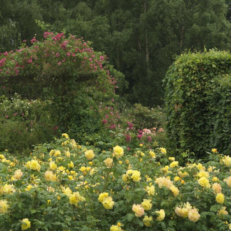 Roses growing over a pergola in St Anne’s rose garden in Raheny, in Dublin. Photograph: Richard Johnston