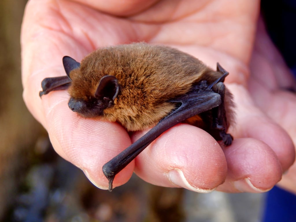 Common pipistrelles are among the smallest bats in the country, weighing about the same as a gold wedding ring. Photograph: iStock