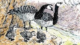 Barnacle geese are opting out of the Arctic high life. It’s not a good sign