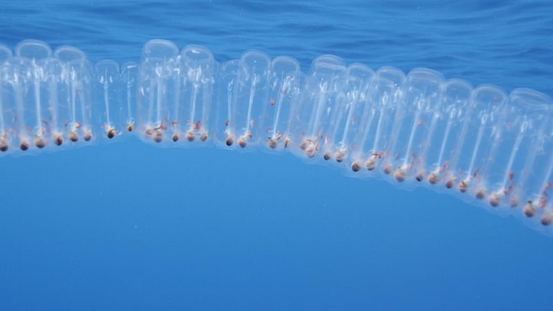 Salps play a pivotal role in removing carbon dioxide from the surface of the world’s oceans. Photograph: Ken O’Sullivan/Sea Fever Productions