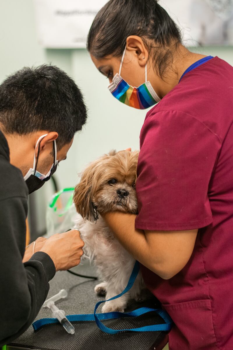 Renzo, an 11-year-old Shih Tzu in a study run by Loyal, one of many biotech companies working to bring longevity drugs for dogs to market. Photograph: Loyal/The New York Times