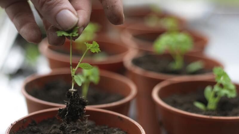 Young parsley seedlings raised indoors under cover to be transplanted outdoors later in the season. Photograph: Richard Johnston